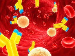 What are antibodies? Role and formation of antibodies