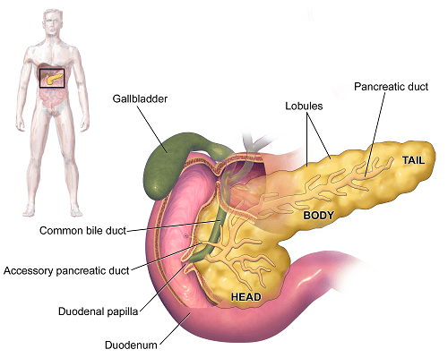 Benign pancreatic head tumors: What you need to know