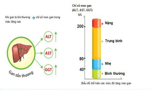 AST ALT là gì? Khám phá chỉ số men gan và sức khỏe gan