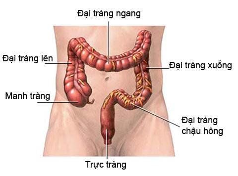 
Trực tràng phần cuối của ruột già
