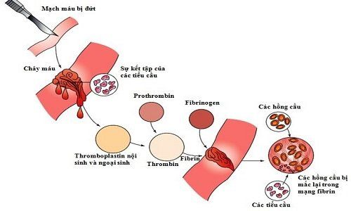 
Sự hình thành của các các sợi fibrin trong quá trình đông máu
