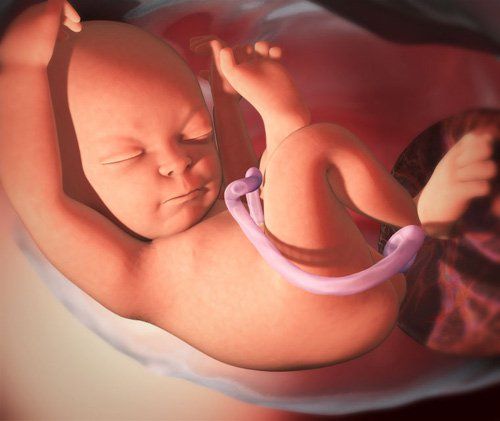 How is the fetus excreted in the womb?