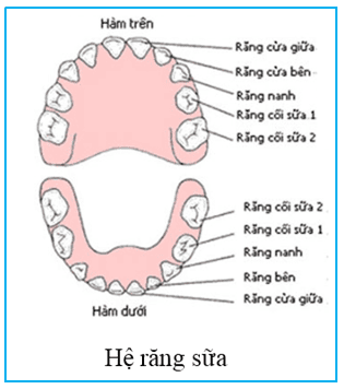 
Hình ảnh mô tả hệ răng sữa của trẻ nhỏ
