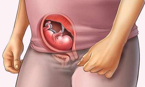 Fetal development week 13