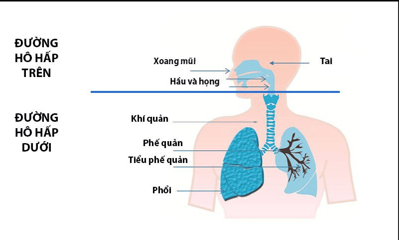 What are the parts of the upper respiratory tract? Common diseases of ...