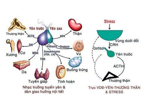 What does hyperprolactinemia indicate?