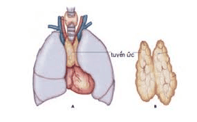 Khi hệ miễn dịch bị suy giảm, liệu nguy cơ mắc ung thư có tăng?