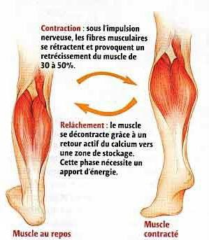 
Chuột rút là cơn co mạnh, đau và thắt chặt các cơ
