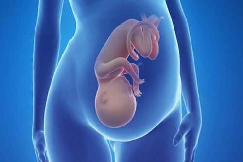 The formation and development of the genitals of the fetus