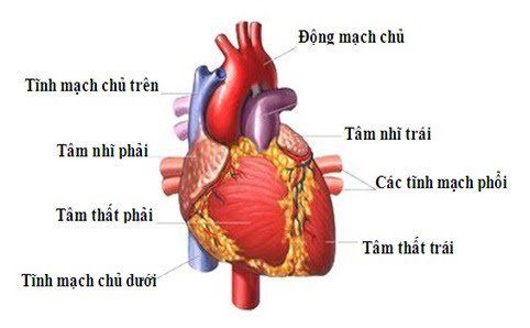 
Hình ảnh giải phẫu tim
