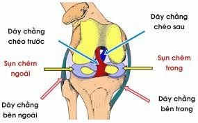 
Khớp gối đóng vai trò đặc biệt quan trọng trong chuyển động cơ thể
