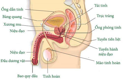 Trong túi tinh có chứa những gì?