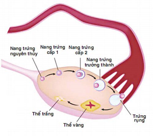 
Estrogen được tiết ra bởi các nang trứng
