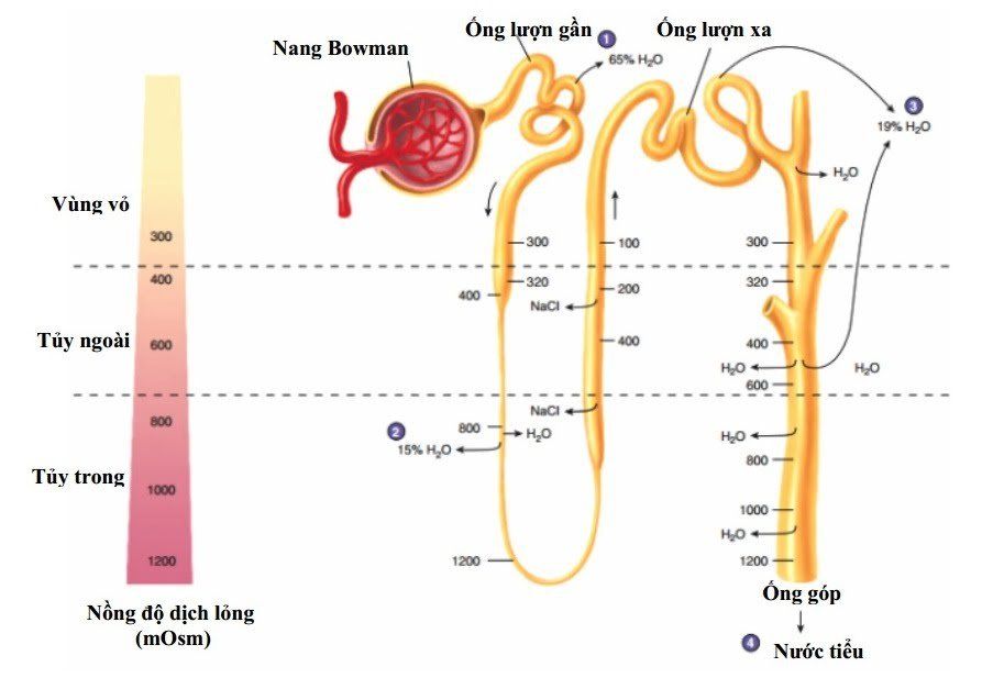 Ống thận và các bệnh lý liên quan