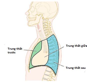 
Vị trí trung thất trước
