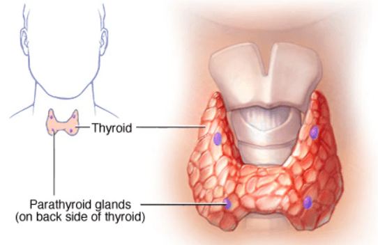 Parathyroid scan technique at Vinmec Times City Hospital | Vinmec