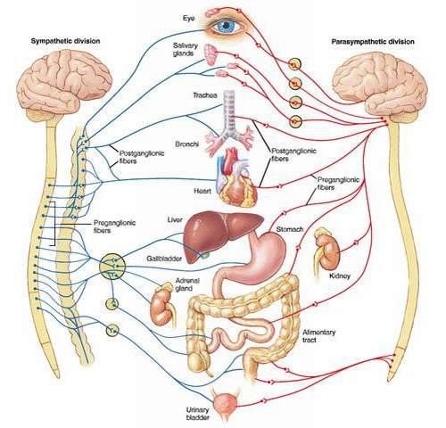 
Hệ thần kinh giao cảm hoặc phó giao cảm mất cân bằng sẽ gây rối loạn hệ thần kinh thực vật
