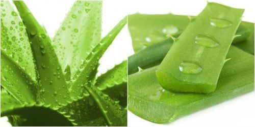 Aloe vera: Uses, dosages, side effects