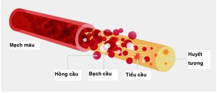 
Sự xuất huyết xảy ra khi số lượng tiểu cầu (thành phần giúp đông máu và cầm máu) thấp một cách bất thường
