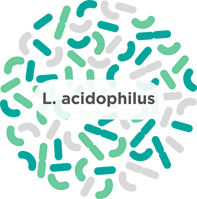 Acidophilus: Uses, dosages, side effects