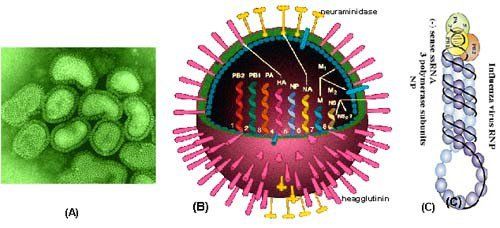 
Virus cúm gồm 3 chủng là A, B và C
