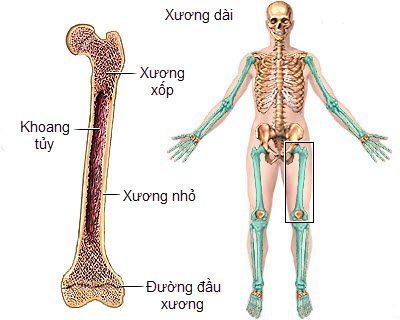 
Tế bào lympho được sản xuất ở tủy xương
