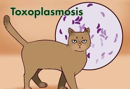 
Ký sinh trùng Toxoplasma là ký sinh trùng đơn bào, thường tìm thấy ở mèo hay các động vật máu nóng, động vật có vú
