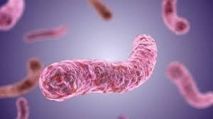 What disease does Shigella bacteria cause?