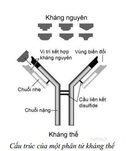 What are antinuclear antibodies?