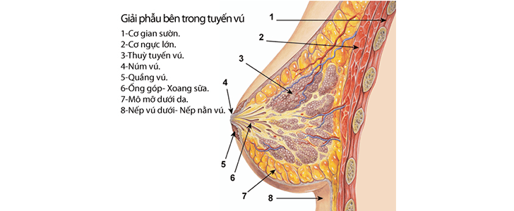 4. Chẩn đoán đa nang tuyến vú BIRADS 2