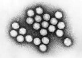 
Hình chụp kính hiển vi điện tử của Adenovirus khiếm khuyết
