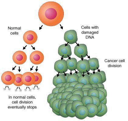 
Tế bào bình thường (normal cells) đươc tạo ra để thực hiện một chức năng chuyên biệt và sẽ ngừng sinh sản khi đạt đến một số lượng nhất định. Tế bào ung thư (cancer cells) phân chia không ngừng và không thực hiện chức năng.
