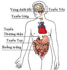 
Các tuyến của hệ nội tiết
