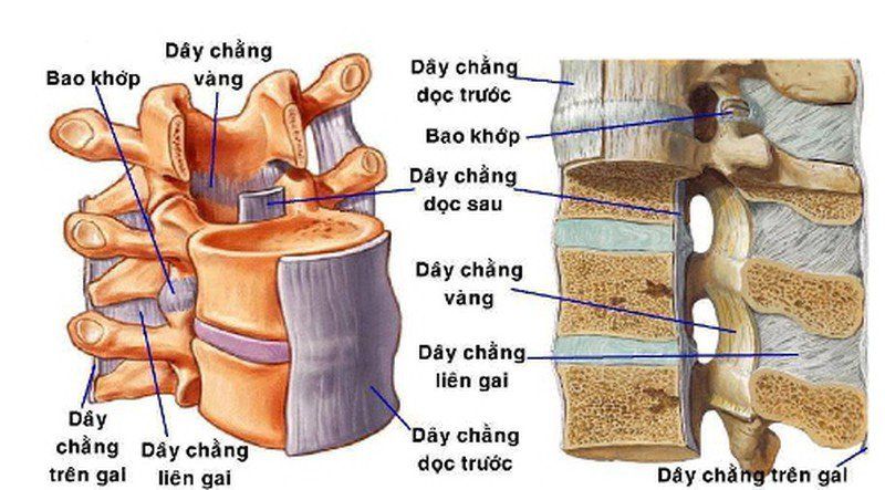 4. Nguyên nhân gây chấn thương dây chằng cột sống