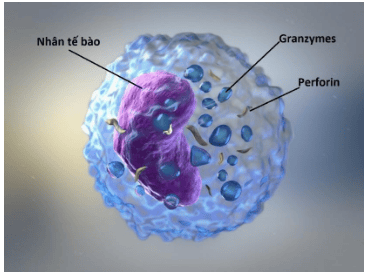 
Hình ảnh tế bào giết tự nhiên (NK)
