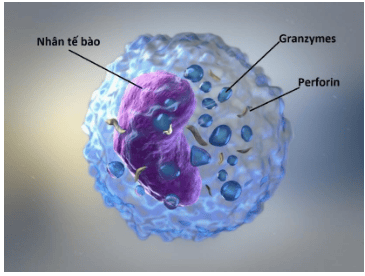 Tìm hiểu hoạt tính tế bào NK