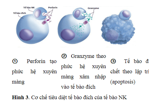 
Cơ chế tiêu diệt tế bào đích của tế bào NK
