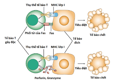 
Tế bào T
