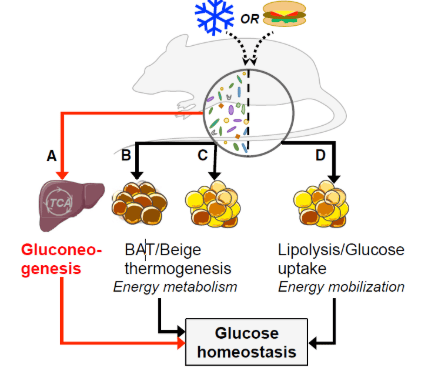 
Hệ vi khuẩn ruột và mối liên quan của nó với Cân bằng Glucose nội môi và chuyển hóa năng lượng theo quan niệm cũ (mũi tên màu đen) và mới (mũi tên màu đỏ)
