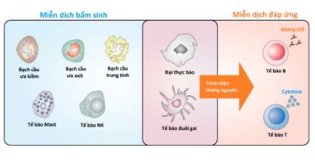 
Hình 1: Các tế bào trong hệ miễn dịch
