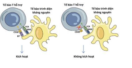 
Hình 2: Quá trình kích hoạt tế bào T hỗ trợ
