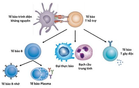 
Hình 3: Chức năng chính của tế bào T hỗ trợ
