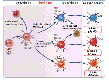 
Hình 1: Sự trưởng thành tế bào lympho T trong tuyến ức
