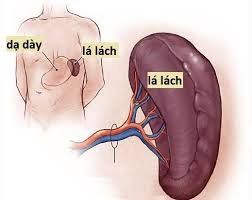 
Khi lá lách phải hoạt động quá mức sẽ dẫn đến tình trạng cường lách
