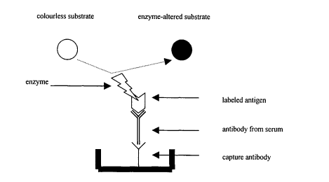 
Hình 5: Thử nghiệm EIA tóm bắt kháng thể.
