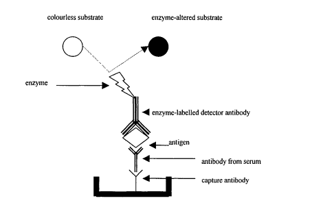 
Hình 6: Thử nghiệm EIA sandwich tóm bắt kháng thể (antibody-capture double sandwich EIA)
