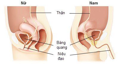 
Niệu đạo của bệnh nhân
