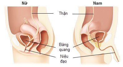 Urethral smear test and what you need to know?