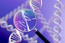 Diagnosis of preimplantation embryos for monogenic disease