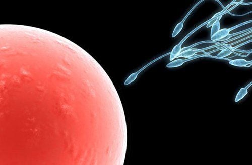 Healthy Sperm: Improve Your Fertility